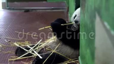 <strong>熊猫</strong>吃竹秆.. 媒体。 毛茸茸的大<strong>熊猫坐着</strong>，用爪子抓住竹柄，咀嚼它们。 可爱
